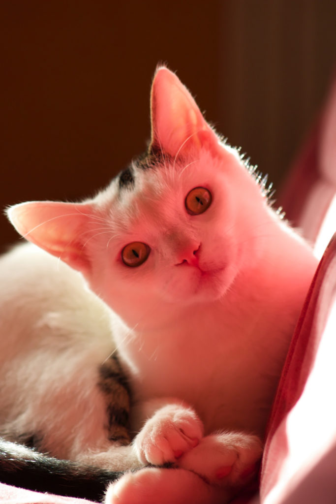 Les chats