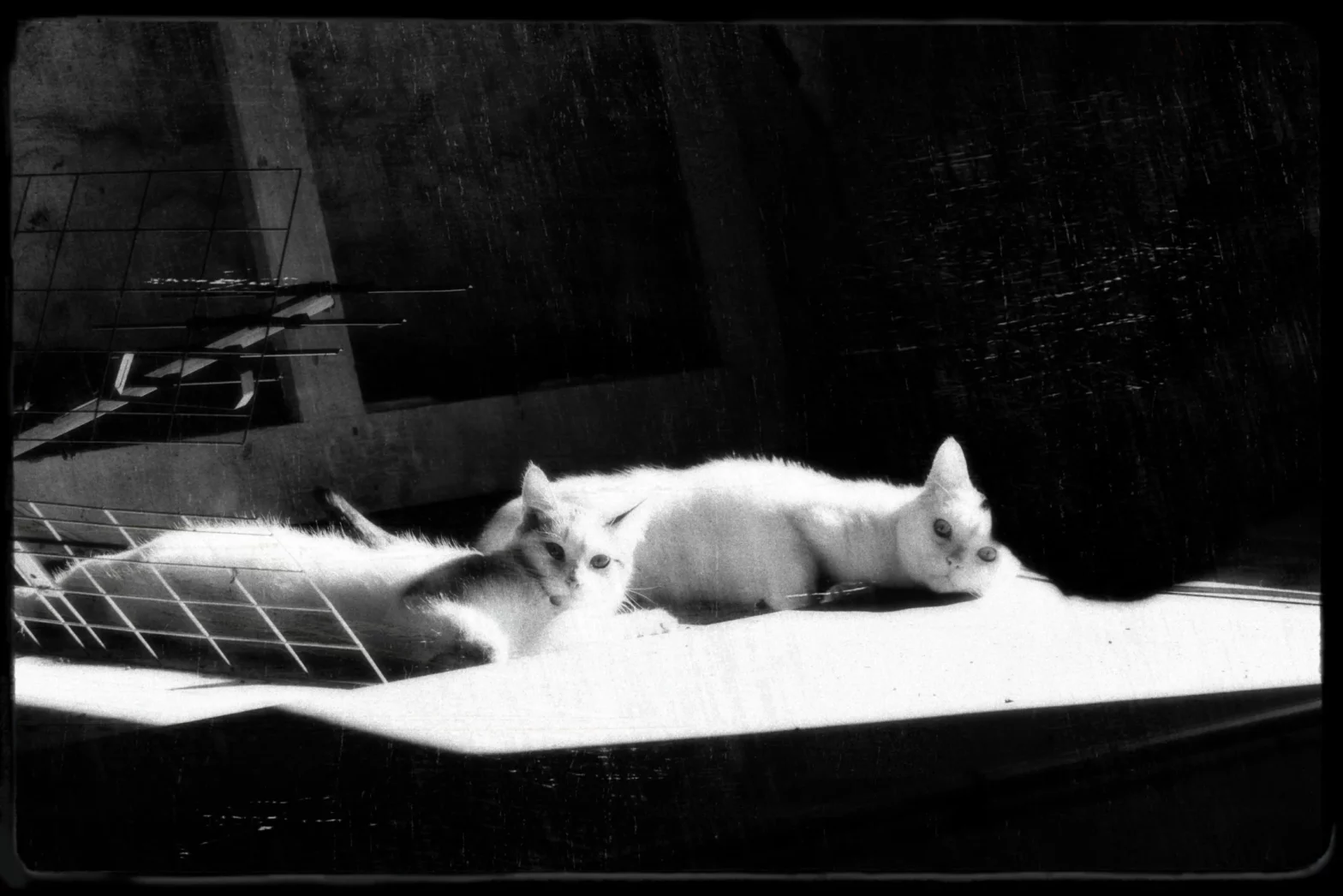 Sa dose de chat : jour 4