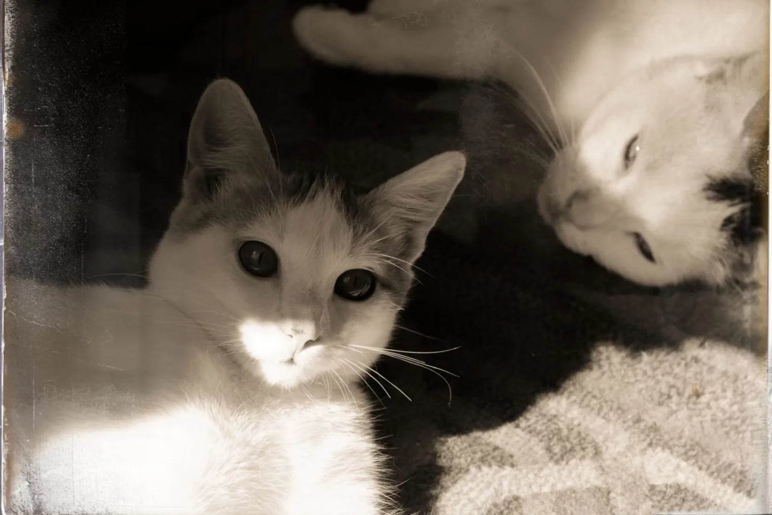Sa dose de chat : jour 1