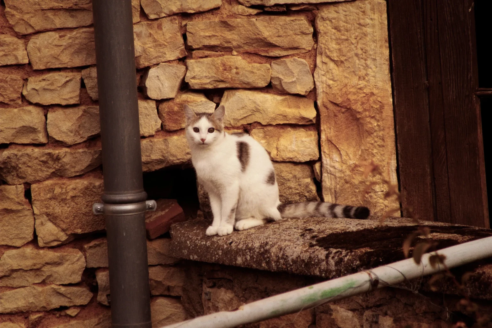 Sa dose de chat : jour 3
