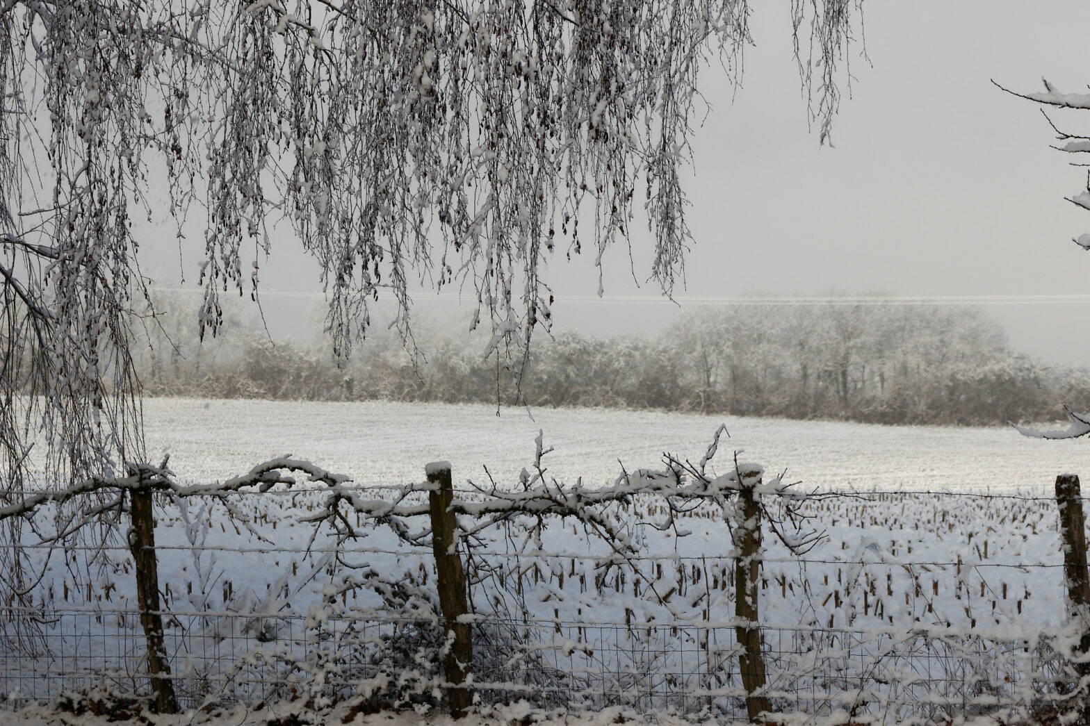La neige de janvier