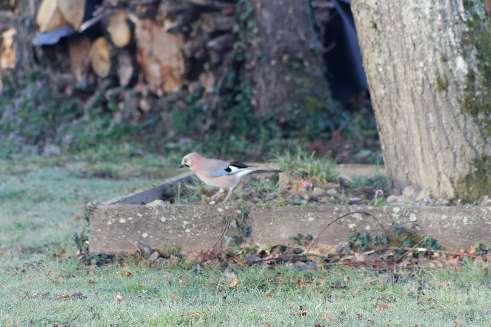 Nos oiseaux de mars